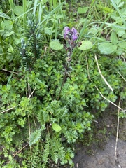 Pedicularis ornithorhynchos