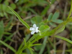 Striga angustifolia