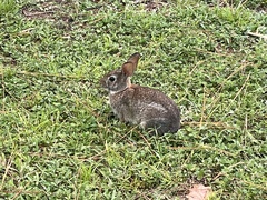 Sylvilagus floridanus floridanus