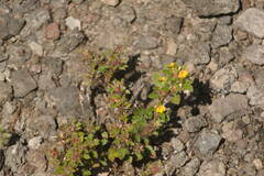 Stylosanthes viscosa