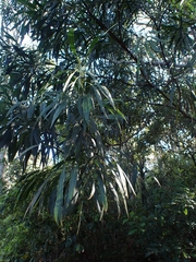 Acacia mabellae