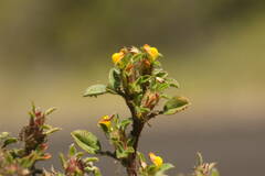 Stylosanthes viscosa