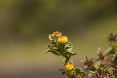 Stylosanthes viscosa