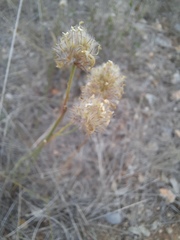 Dalea aurea