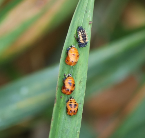 Asian Lady Beetle photographed in Wisconsin