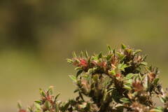 Stylosanthes viscosa