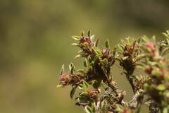 Stylosanthes viscosa