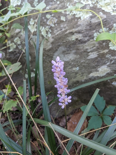 Liriope muscari — photo 2