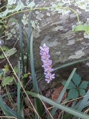 Liriope muscari: Herkunft und Verwendung — Foto 3