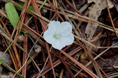 Stylisma patens angustifolia