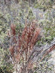 Schizachyrium condensatum