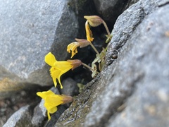 Erythranthe caespitosa