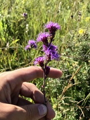 Liatris ligulistylis