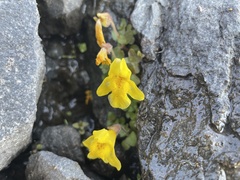 Erythranthe caespitosa
