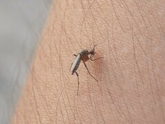 Psorophora cyanescens