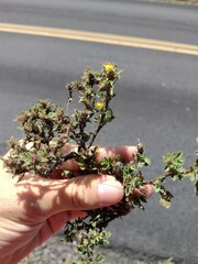 Stylosanthes viscosa