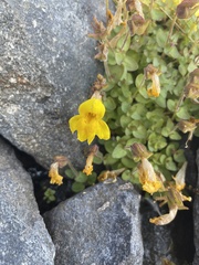 Erythranthe caespitosa