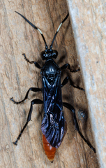 Protichneumon grandis