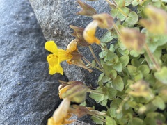 Erythranthe caespitosa