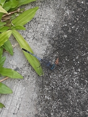 Diplacodes trivialis