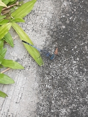 Diplacodes trivialis