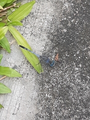 Diplacodes trivialis