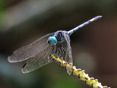 Micrathyria atra
