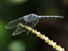 Micrathyria atra
