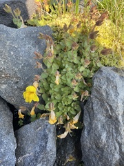 Erythranthe caespitosa