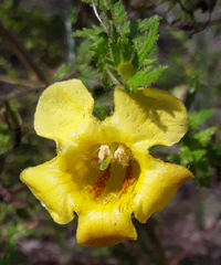 Aureolaria pectinata