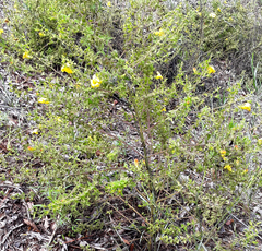 Aureolaria pectinata