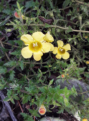 Aureolaria pectinata