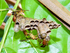 Mischocyttarus angulatus