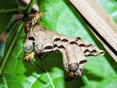 Mischocyttarus angulatus