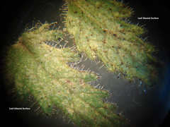 Aureolaria pectinata