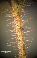 Aureolaria pectinata