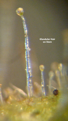 Aureolaria pectinata