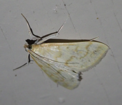 Hahncappsia pergilvalis