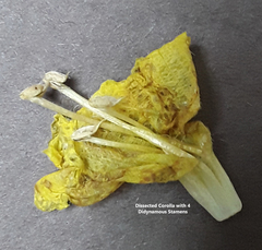 Aureolaria pectinata