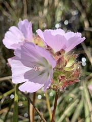 Sidalcea calycosa