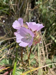 Sidalcea calycosa