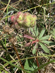 Sidalcea calycosa