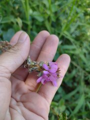 Desmodium intortum