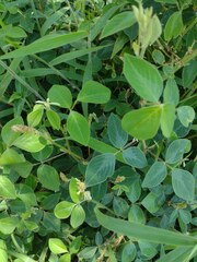 Desmodium intortum