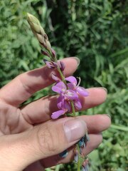 Desmodium intortum