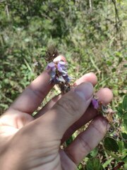 Desmodium intortum