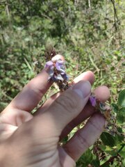 Desmodium intortum