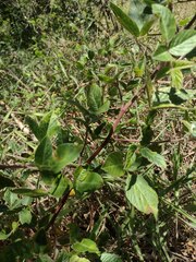 Desmodium intortum