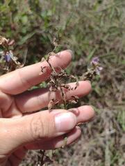 Desmodium intortum