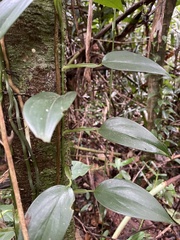 Scindapsus hederaceus